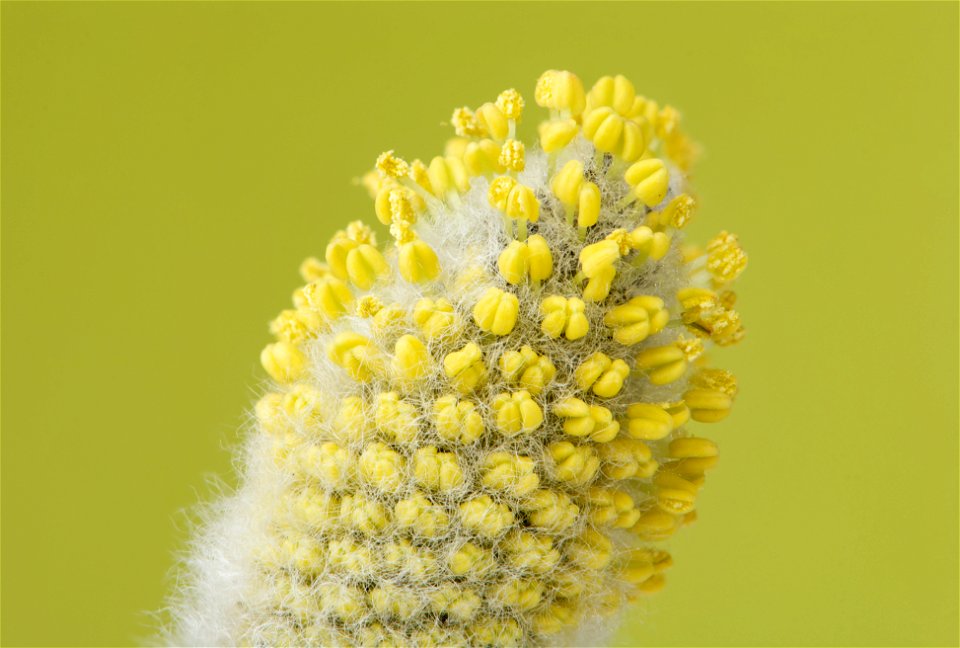 A flowering male catkin from a goat willow tree (Salix caprea). Since the stamens have not fully evolved yet the staminate is still in a late stage of its development. Maximum diameter (not counting t