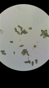 Pollen of Salix caprea
