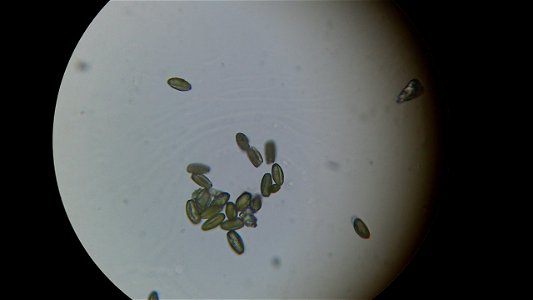 Pollen of Salix caprea