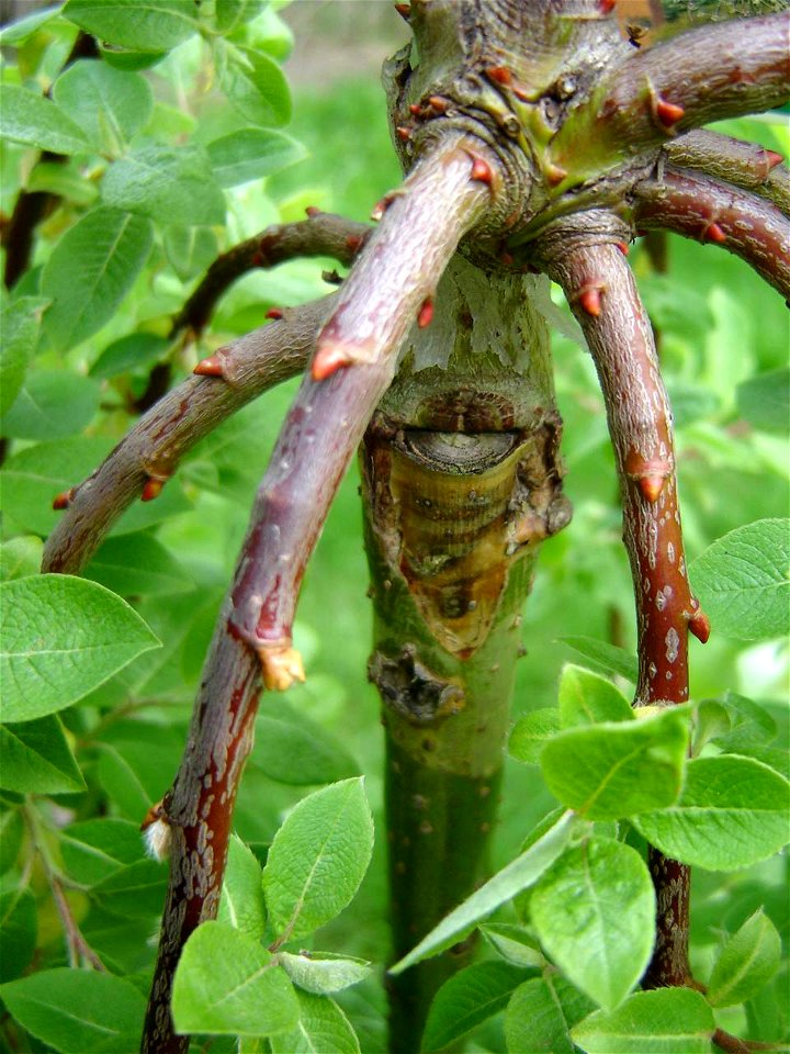 Grafted Salix caprea.
