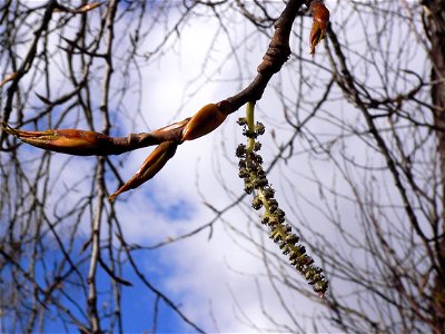 Populus trichocarpa male catkin and leaf buds.  Sherwood, Oregon, USA.  March 22, 2009
