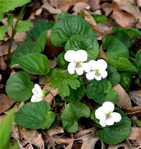 Self made picture of white Viola sororia, taken May 15, 2008. photo