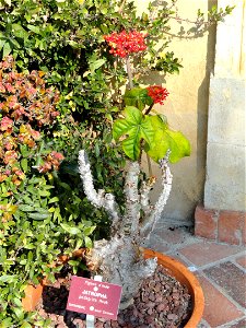 Jatropha podagrica specimen in the Jardin botanique du Val Rahmeh, Menton, Alpes-Maritimes, France.