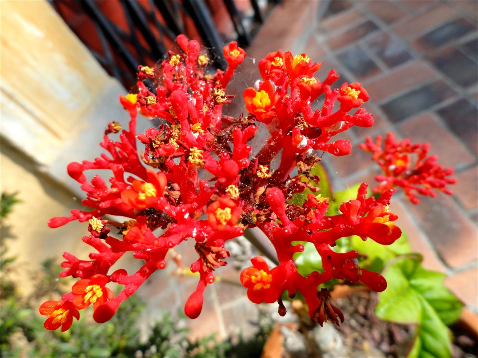 Jatropha podagrica specimen in the Jardin botanique du Val Rahmeh, Menton, Alpes-Maritimes, France.