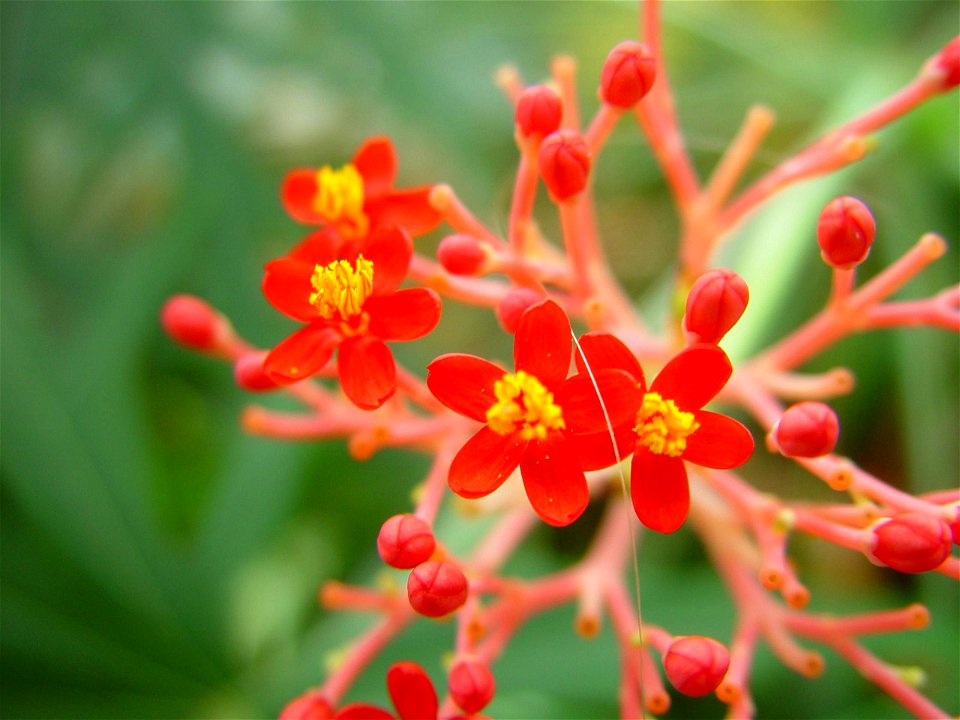 Image title: Small but bright blooms adelaide botanical gardens
Image from Public domain images website, http://www.public-domain-image.com/full-image/flora-plants-public-domain-images-pictures/flower