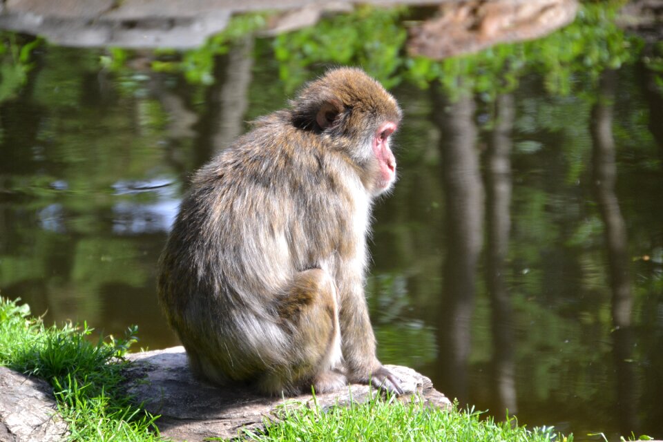 Animal animal world mammal