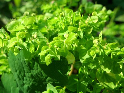 Garten-Wolfsmilch (Euphorbia peplus) bei Schalkenmehren photo