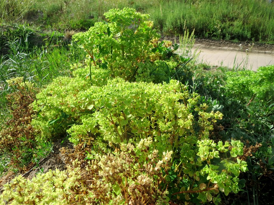 Garten-Wolfsmilch (Euphorbia peplus) auf einer Ruderalfläche in Hockenheim-Talhaus