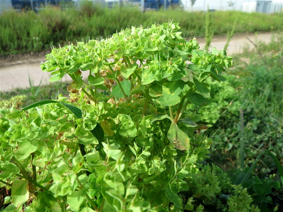 Garten-Wolfsmilch (Euphorbia peplus) auf einer Ruderalfläche in Hockenheim-Talhaus