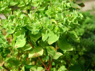 Garten-Wolfsmilch (Euphorbia peplus) auf einer Ruderalfläche in Hockenheim-Talhaus