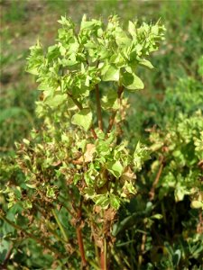Garten-Wolfsmilch (Euphorbia peplus) auf einer Ruderalfläche in Hockenheim-Talhaus