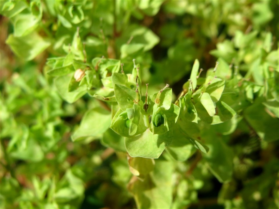 Garten-Wolfsmilch (Euphorbia peplus) auf einer Ruderalfläche in Hockenheim-Talhaus