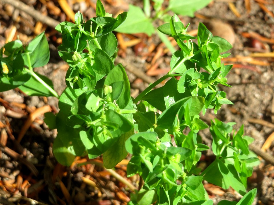 Garten-Wolfsmilch (Euphorbia peplus) in Hockenheim