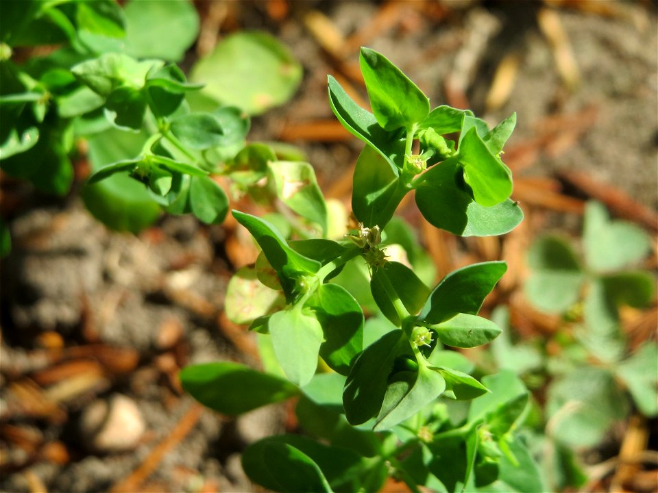 Garten-Wolfsmilch (Euphorbia peplus) in Hockenheim