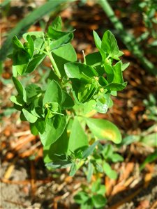 Garten-Wolfsmilch (Euphorbia peplus) in Hockenheim