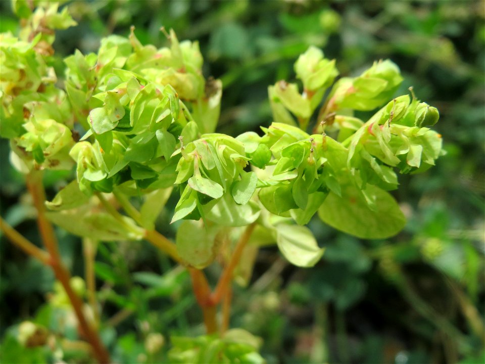 Garten-Wolfsmilch (Euphorbia peplus) auf einer Ruderalfläche in Hockenheim