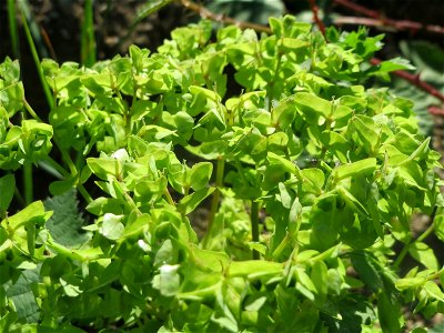 Garten-Wolfsmilch (Euphorbia peplus) in einem aufgelassenem Schrebergarten in Hockenheim. Nachdem die Schrebergärten am Kraichbach im Februar/März 2016 einplaniert wurden, hat sich zunächst wieder ein