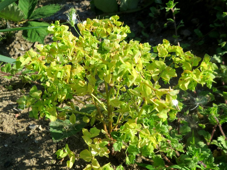Garten-Wolfsmilch (Euphorbia peplus) in einem aufgelassenem Schrebergarten in Hockenheim. Nachdem die Schrebergärten am Kraichbach im Februar/März 2016 einplaniert wurden, hat sich zunächst wieder ein