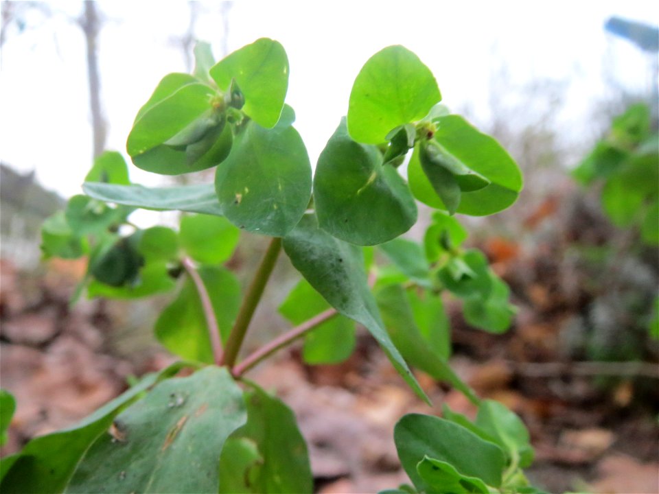 Garten-Wolfsmilch (Euphorbia peplus) in Hockenheim