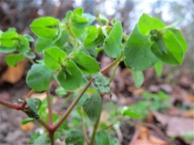 Garten-Wolfsmilch (Euphorbia peplus) in Hockenheim