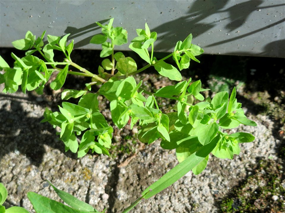 Ritzenbotanik: Garten-Wolfsmilch (Euphorbia peplus) in Hockenheim