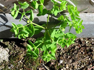 Ritzenbotanik: Garten-Wolfsmilch (Euphorbia peplus) in Hockenheim