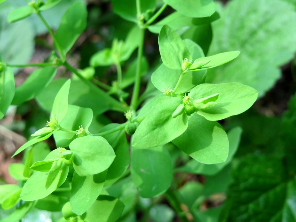 Garten-Wolfsmilch (Euphorbia peplus) bei Nußloch