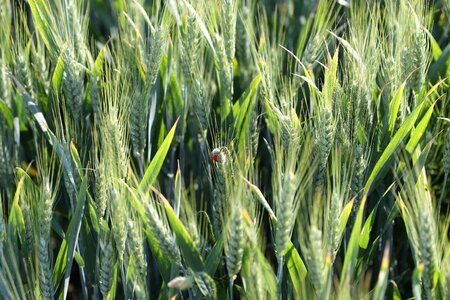 Cereals food green