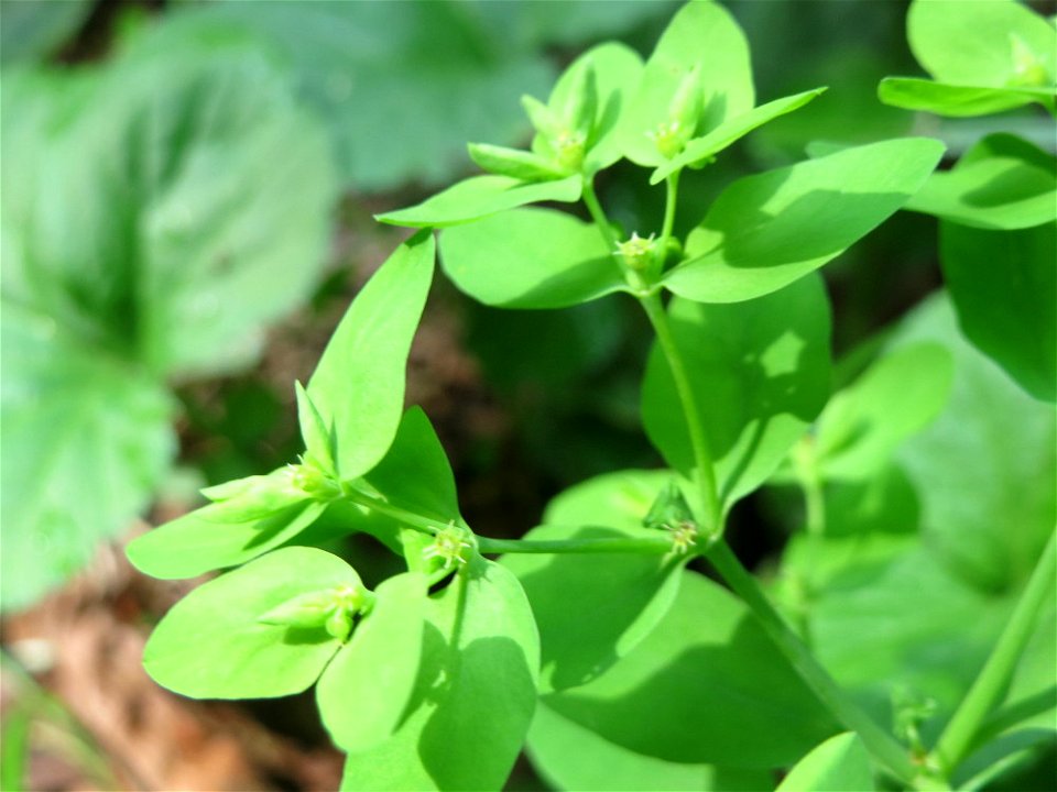 Garten-Wolfsmilch (Euphorbia peplus) bei Nußloch