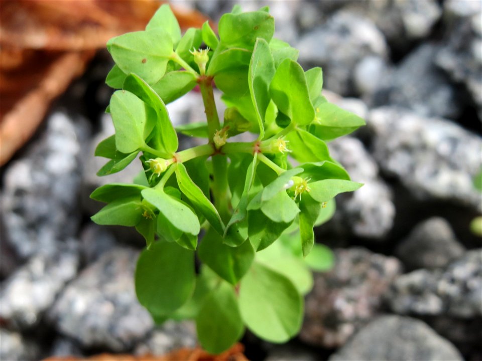 Garten-Wolfsmilch (Euphorbia peplus) in Schwetzingen