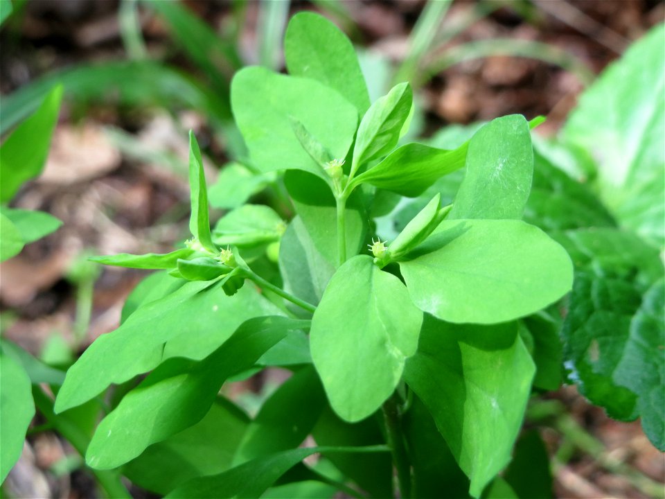 Garten-Wolfsmilch (Euphorbia peplus) bei Nußloch