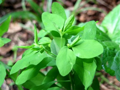 Garten-Wolfsmilch (Euphorbia peplus) bei Nußloch