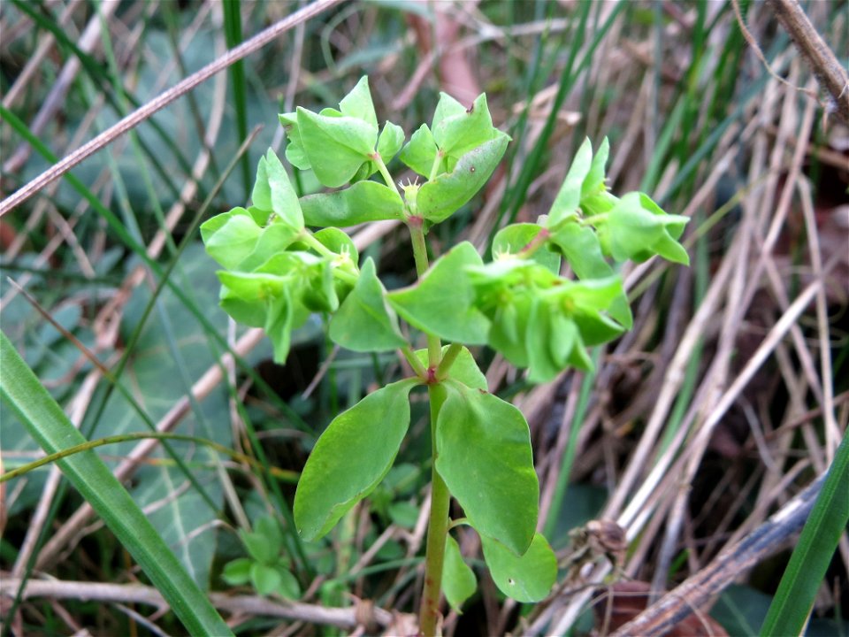 Garten-Wolfsmilch (Euphorbia peplus) in einem aufgelassenen Schrebergarten in Hockenheim