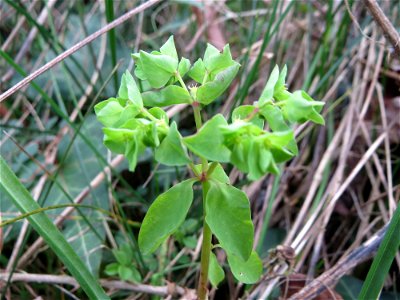 Garten-Wolfsmilch (Euphorbia peplus) in einem aufgelassenen Schrebergarten in Hockenheim