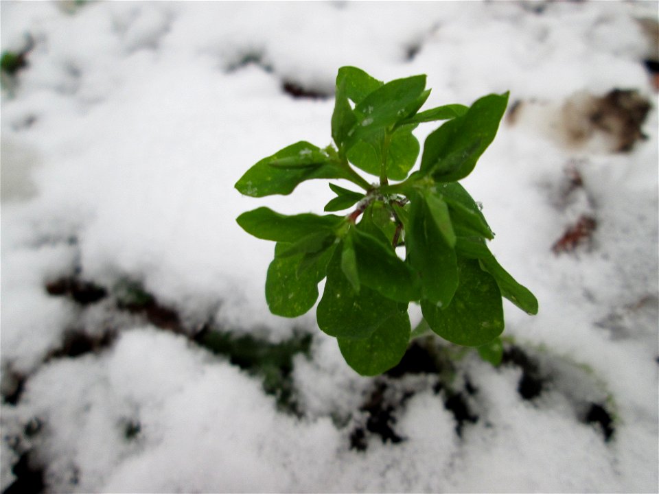 Garten-Wolfsmilch (Euphorbia peplus) in der Schwetzinger Hardt bei Neuschnee am 3. Dezember 2017 - hat sich im Wald verirrt und in der Jahreszeit vertan
