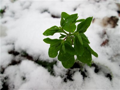 Garten-Wolfsmilch (Euphorbia peplus) in der Schwetzinger Hardt bei Neuschnee am 3. Dezember 2017 - hat sich im Wald verirrt und in der Jahreszeit vertan