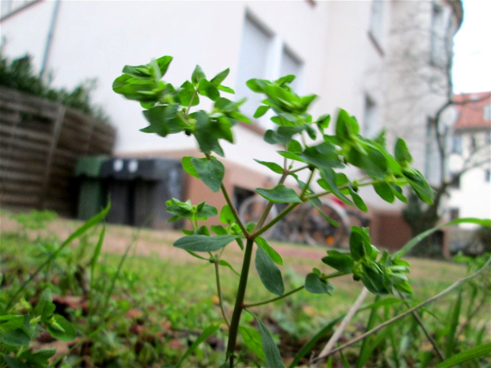 Garten-Wolfsmilch (Euphorbia peplus) in Saarbrücken
