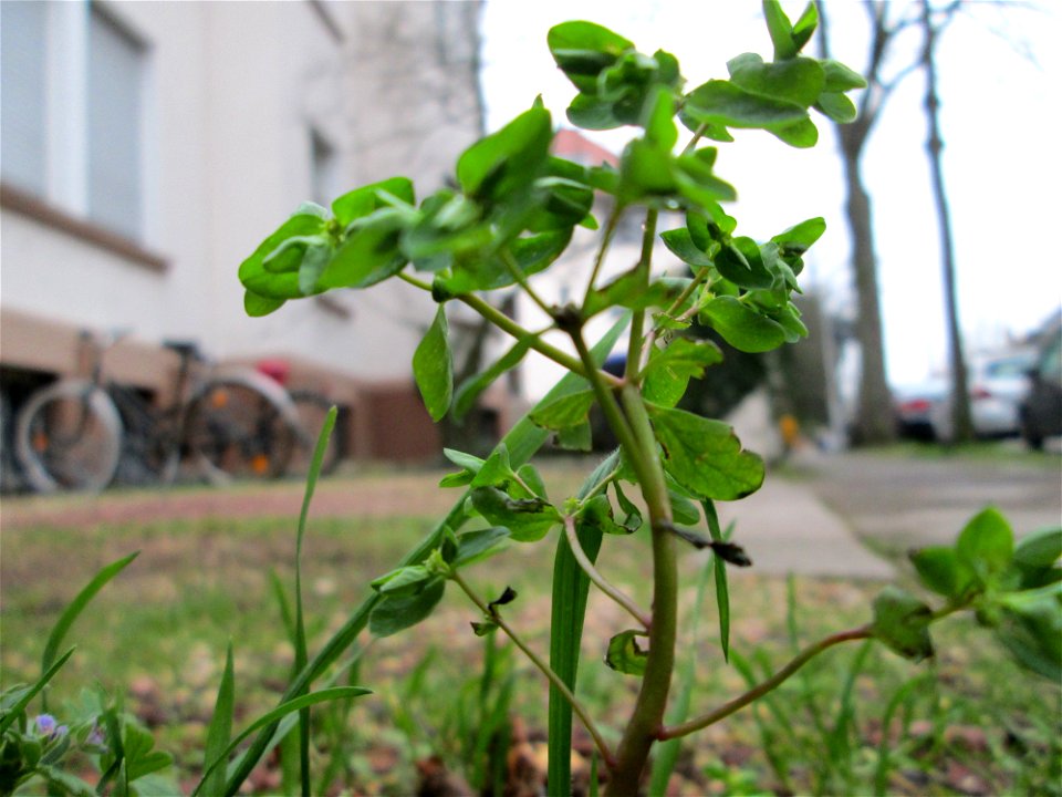 Garten-Wolfsmilch (Euphorbia peplus) in Saarbrücken