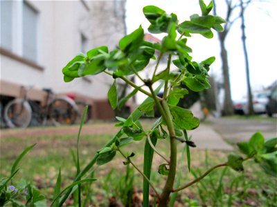 Garten-Wolfsmilch (Euphorbia peplus) in Saarbrücken