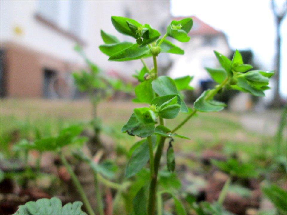 Garten-Wolfsmilch (Euphorbia peplus) in Saarbrücken