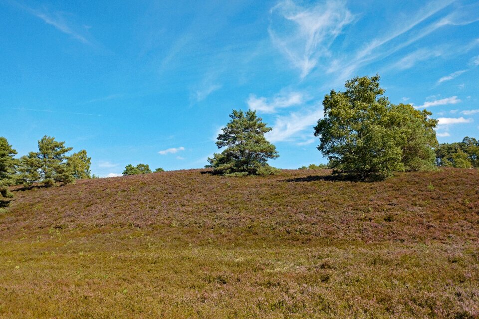 Nature conservation fischbeker heath heath area