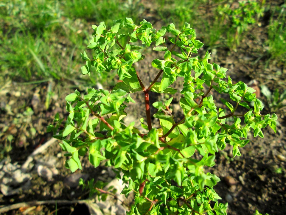 Garten-Wolfsmilch (Euphorbia peplus) wild wachsend in einem Vorgarten in Hockenheim