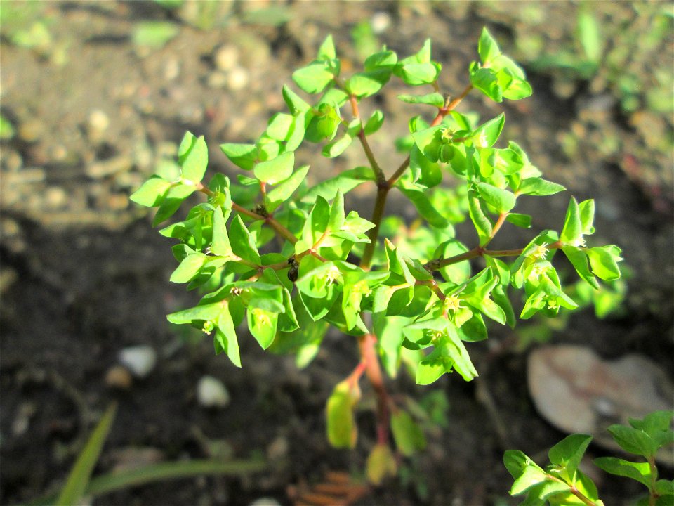Garten-Wolfsmilch (Euphorbia peplus) wild wachsend in einem Vorgarten in Hockenheim - die einzige Wolfsmilch, die hier jetzt noch blüht