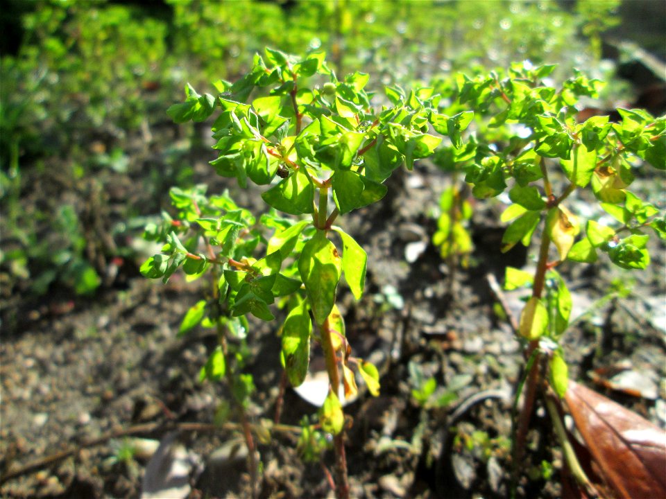 Garten-Wolfsmilch (Euphorbia peplus) wild wachsend in einem Vorgarten in Hockenheim