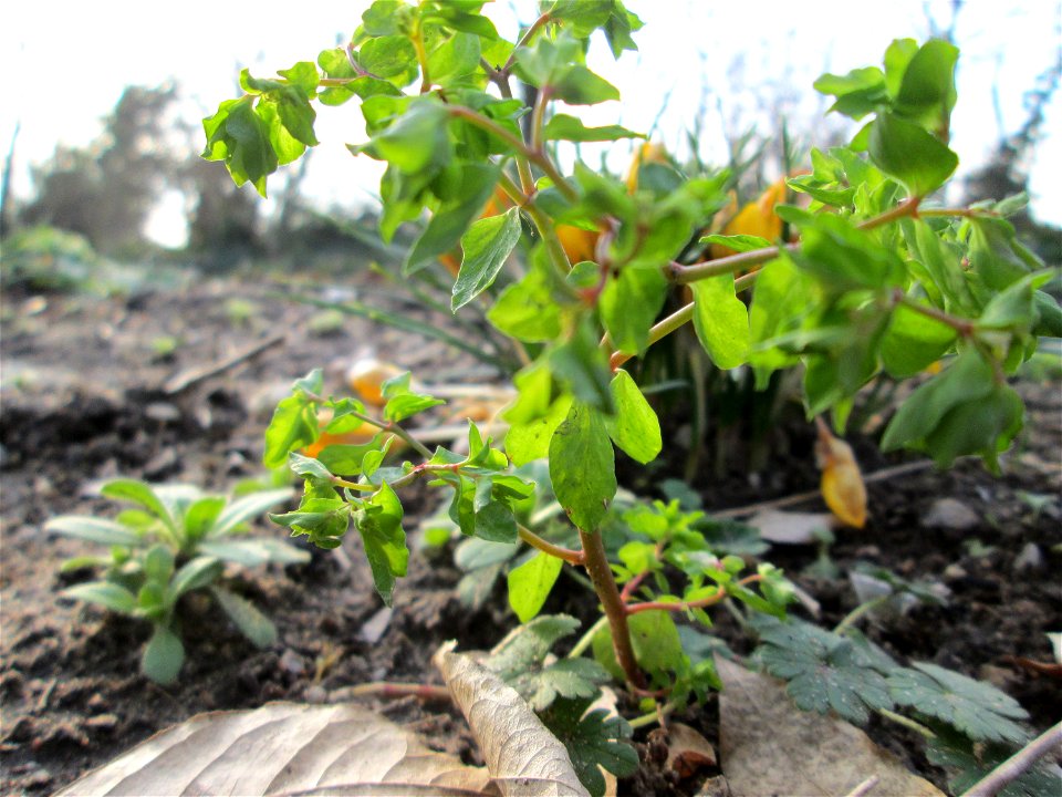 Garten-Wolfsmilch (Euphorbia peplus) im Gartenschaupark Hockenheim - wild wachsend