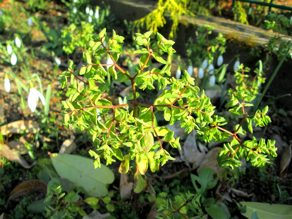 Garten-Wolfsmilch (Euphorbia peplus) wild wachsend in einem Vorgarten in Hockenheim