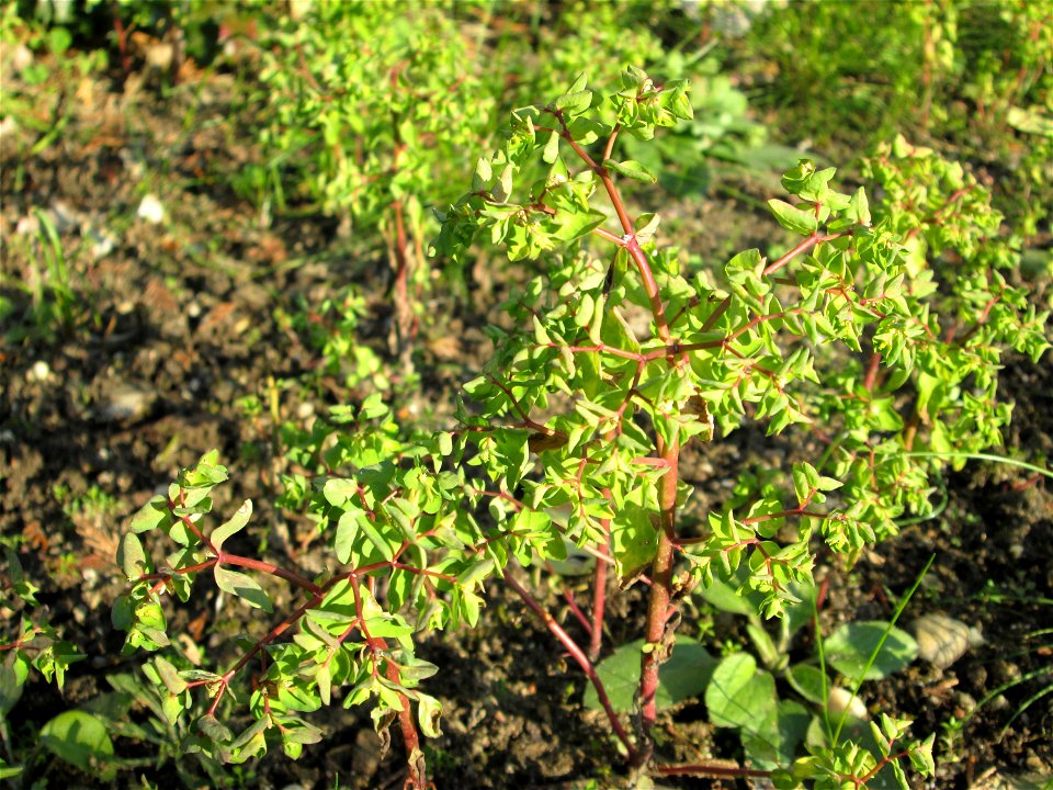 Garten-Wolfsmilch (Euphorbia peplus) wild wachsend in einem Vorgarten in Hockenheim