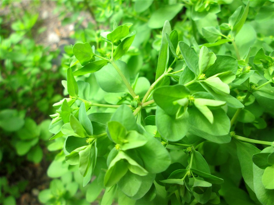Garten-Wolfsmilch (Euphorbia peplus) in Schwetzingen