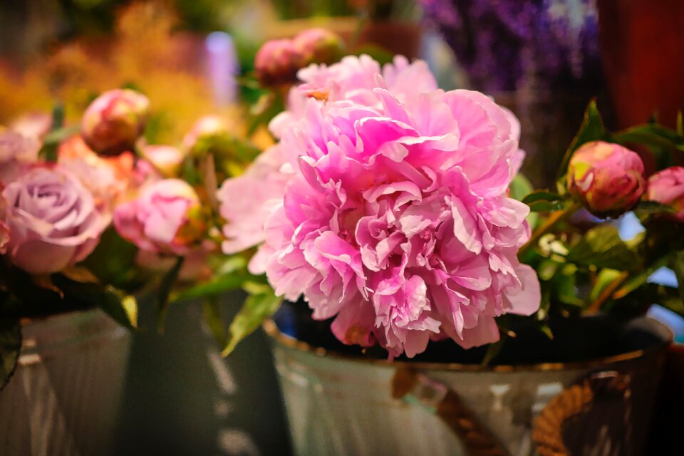 Nature plant petals