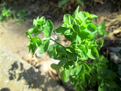 Garten-Wolfsmilch (Euphorbia peplus) in Hockenheim